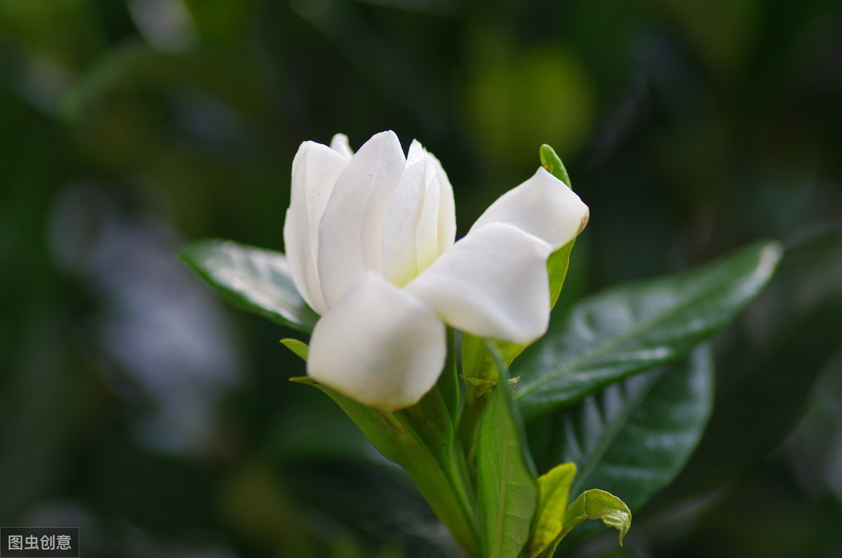 栀子花开的简短句子(栀子花开的简短句子唯美)