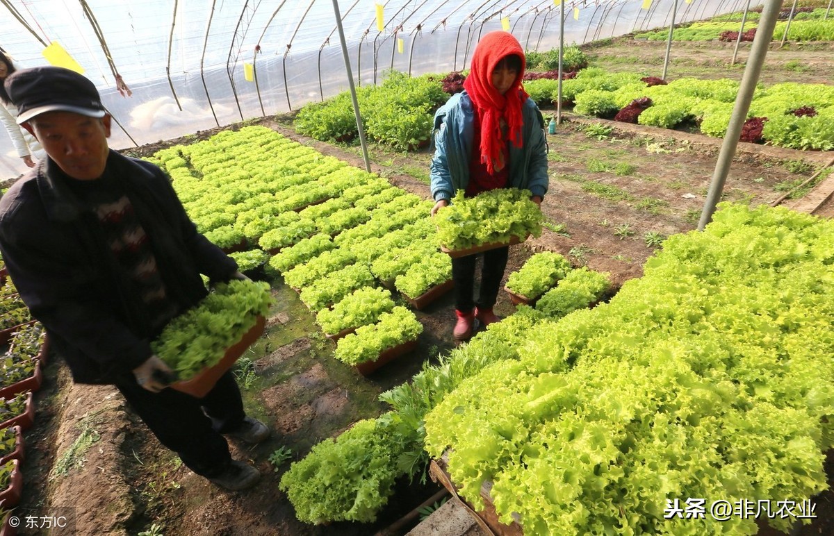 生菜种子几天发芽（生菜这样种植3天出芽吃都吃不完）