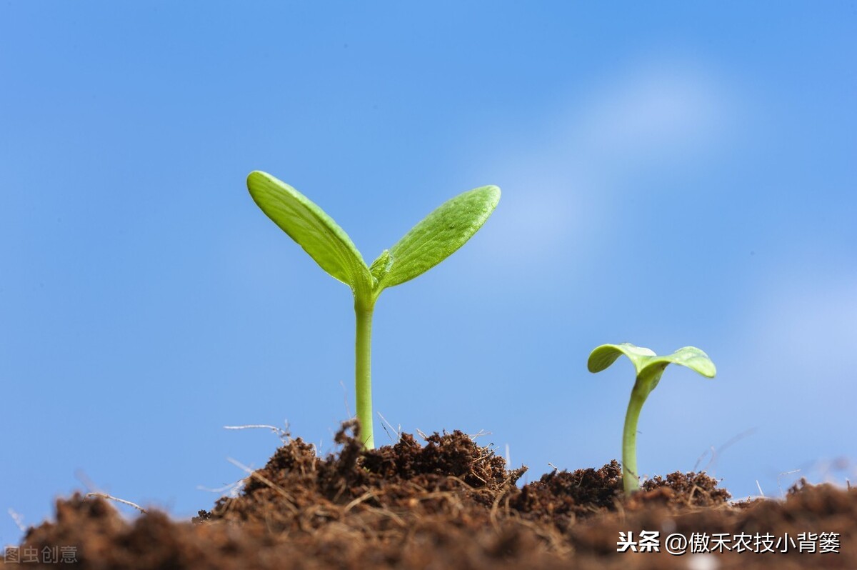 氨基寡糖素（使用安全防治作物病害要巧用）