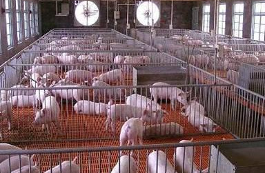 建一座标准化猪场，能养千头猪需要多少钱才能运行？听专家怎么说