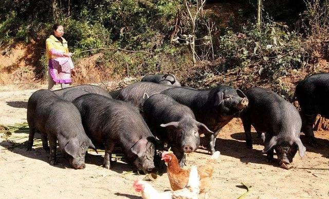 生猪行情不稳定？大肚子黑猪，市场卖100元一斤，养殖前景如何？