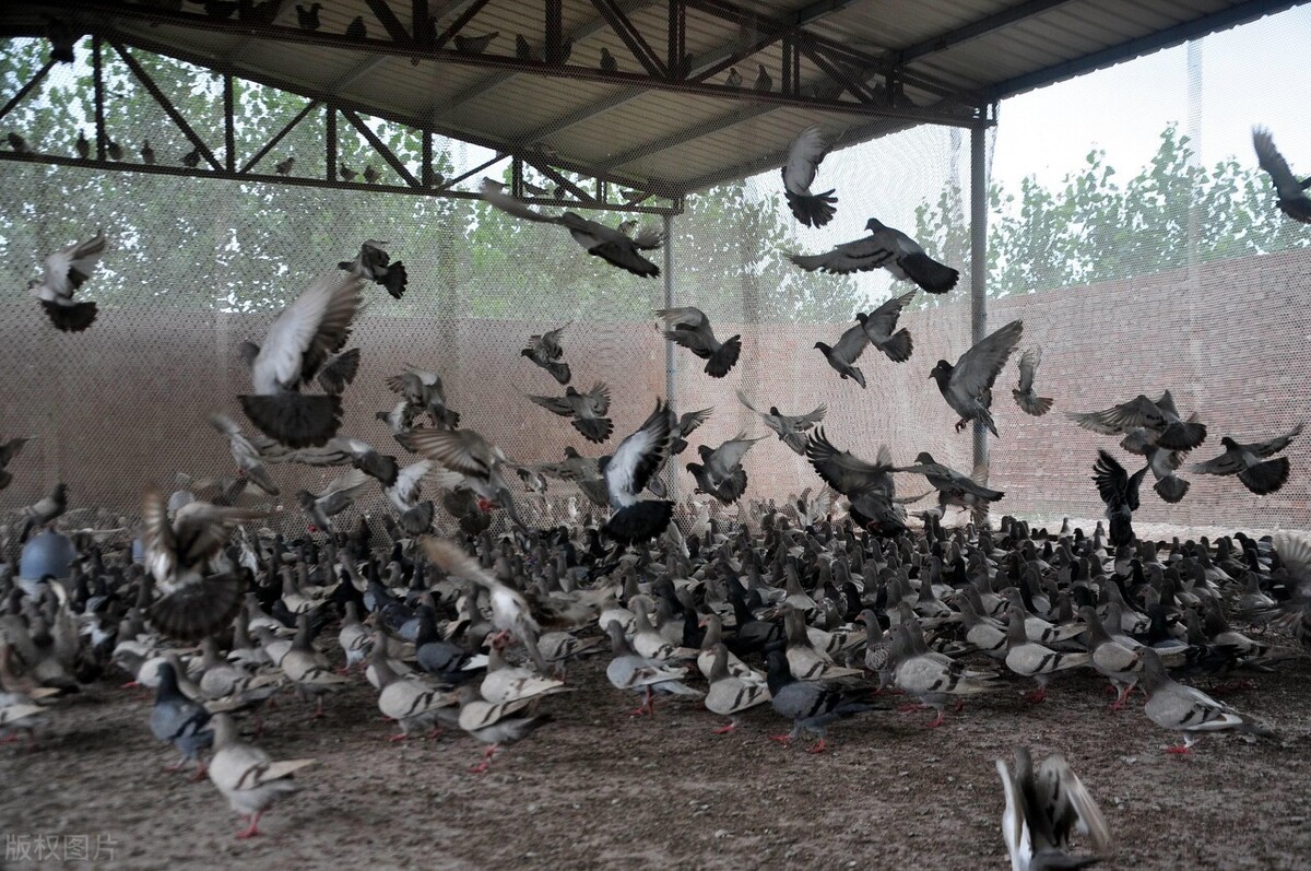 养鸽子赚钱吗 利润多少，养1000只鸽子一年能赚多少钱？