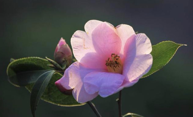 野生山茶花（两个细节教你采摘野生山茶花）