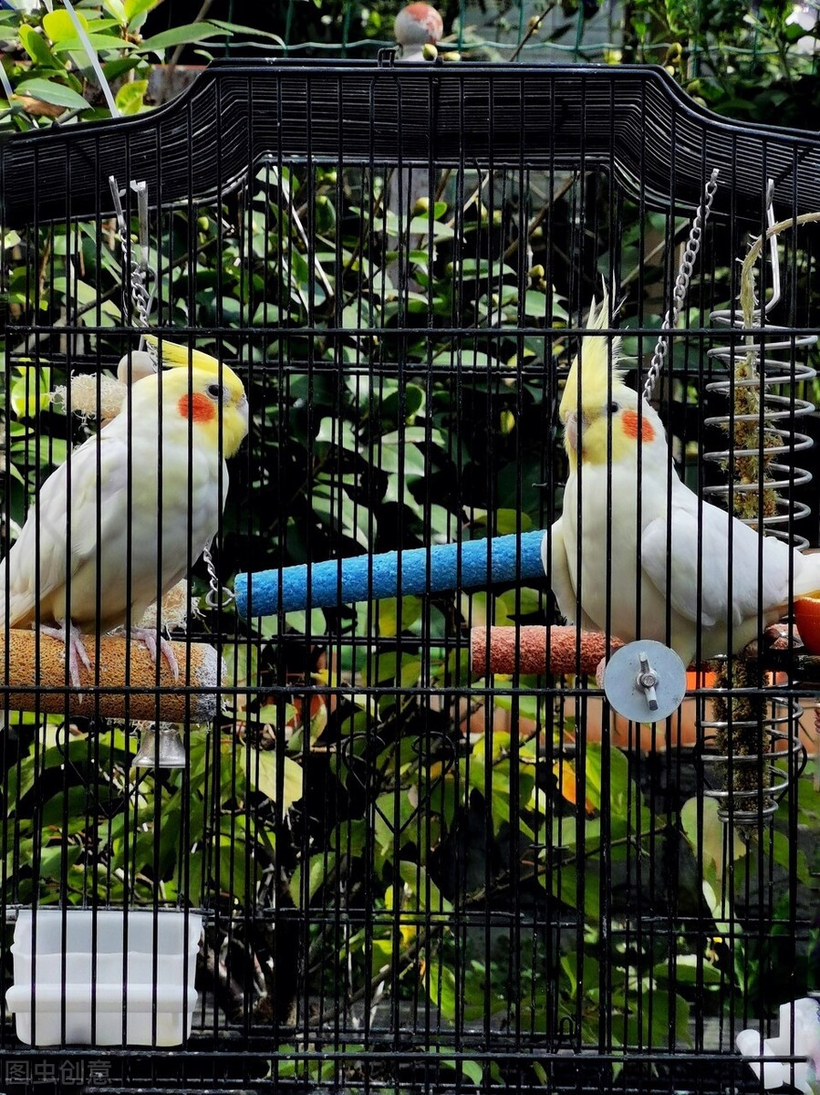 小葵花鳳頭鸚鵡,