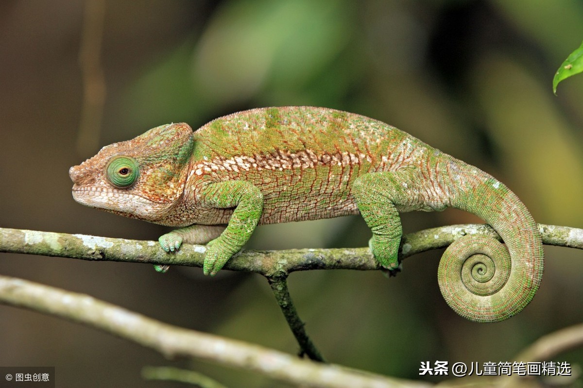 儿童简笔画精选-用数字 “9” 画变色龙（Chameleon）