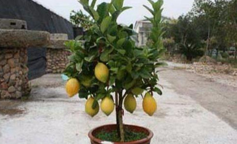 柠檬树的修剪时间很重要，直接关系着坐果率，现在懂得还不晚