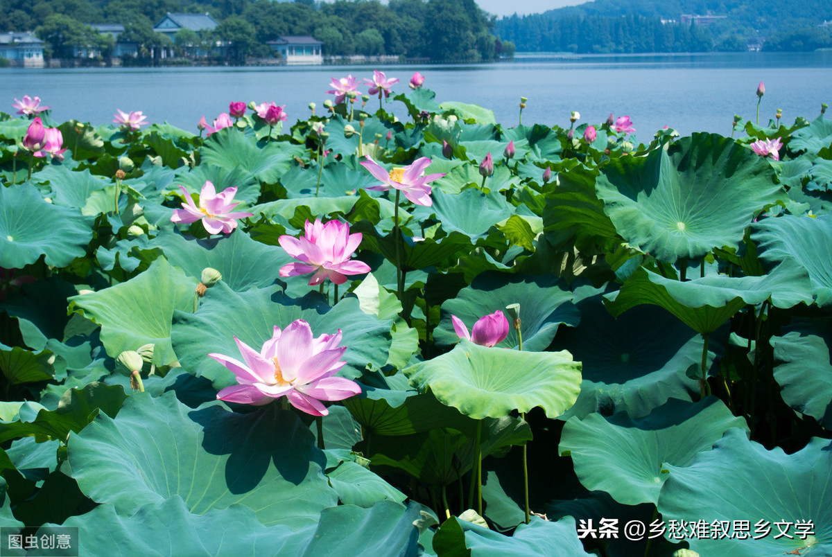 荷花风景图真实图片