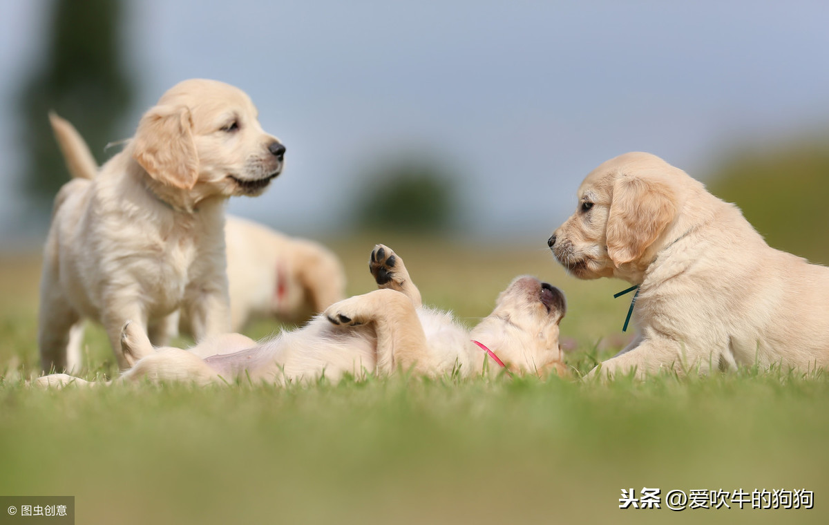 一个月花十五块钱，可以养一个金毛吗？