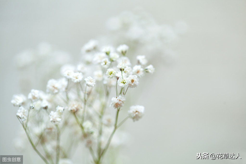 满天星的花语是什么意思 满天星的寓意和传说是什么