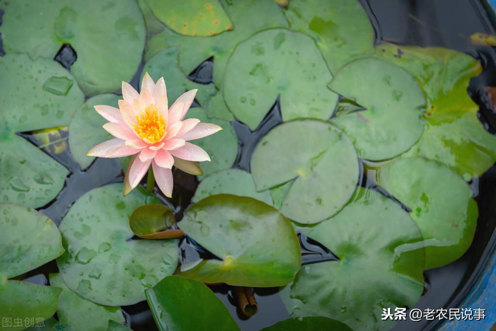 藕怎么種,