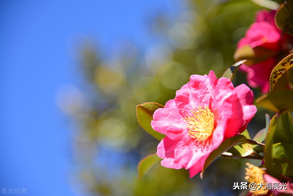 冬日晴空，自在悠然