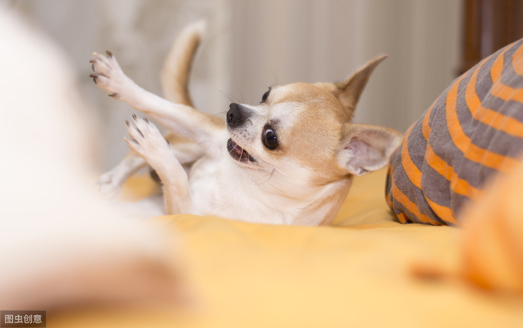 5种会对小孩不利的“小型犬”，为了孩子，还是别养了