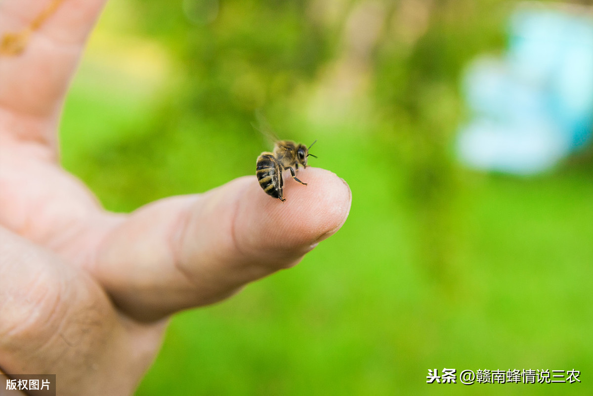 蜜蜂进家里有什么预兆,网友们来看看