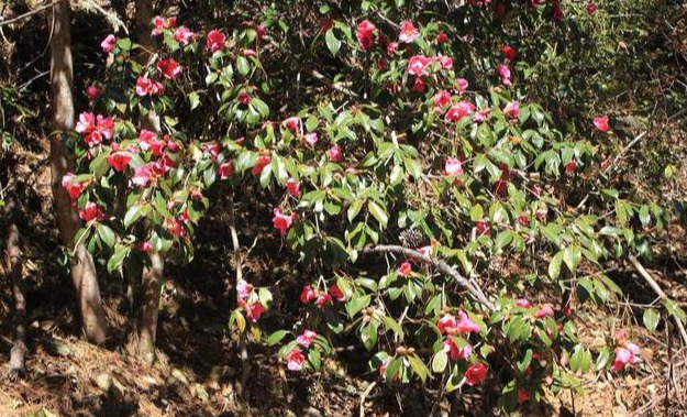 野生山茶花（两个细节教你采摘野生山茶花）