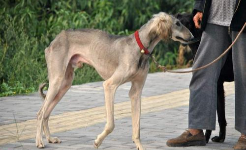 细犬为什么被禁养（国内没人养“细犬”当宠物原因揭晓）