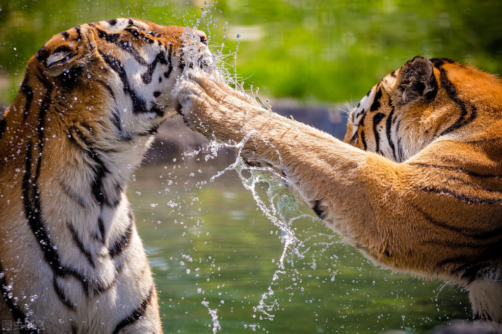 猫科vs犬科！两边都有顶级狩猎者，科学论证究竟哪边更胜一筹