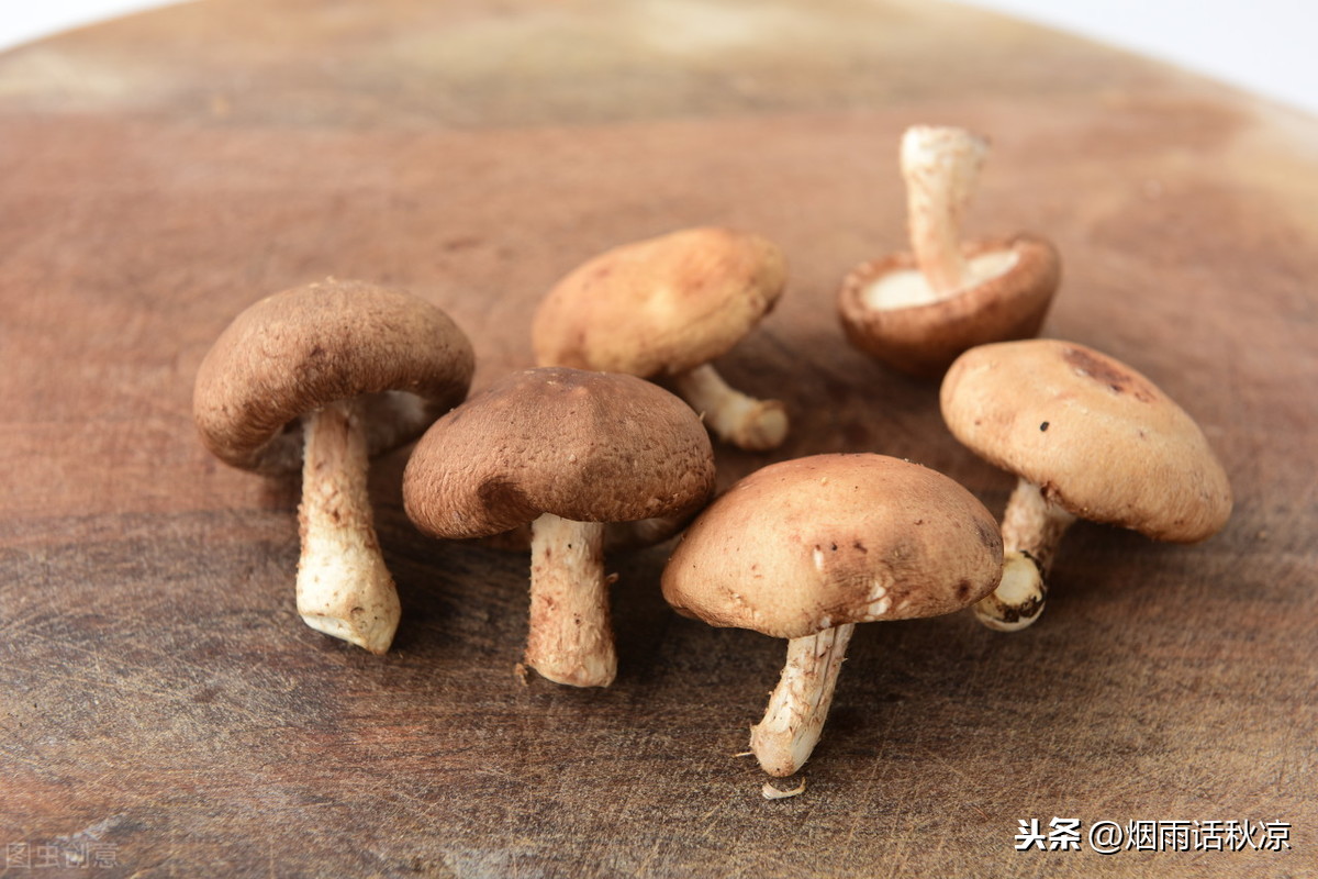 鲜香菇怎样保存和保鲜（四种方法帮你存储鲜蘑菇）