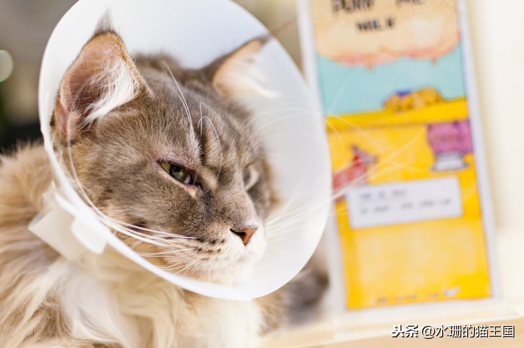 养猫经验之猫咪医疗账单分享，两只猫一年看病花多少钱？