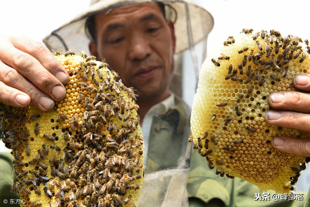 农村很多卖蜂蜜的人都说自己的蜂蜜是野生的，他们说的真的吗？