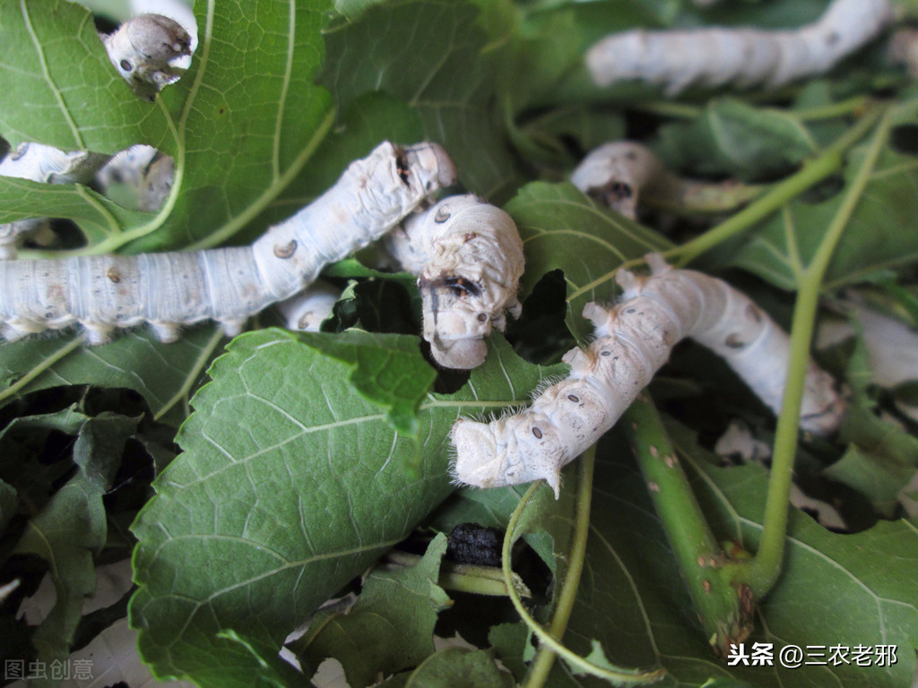 蠶寶寶怎么養(yǎng),蠶寶寶怎么養(yǎng)才能養(yǎng)活