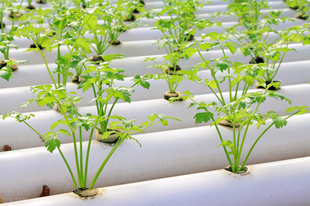 芹菜怎么种植方法如下（分享芹菜的5个种植小技巧）