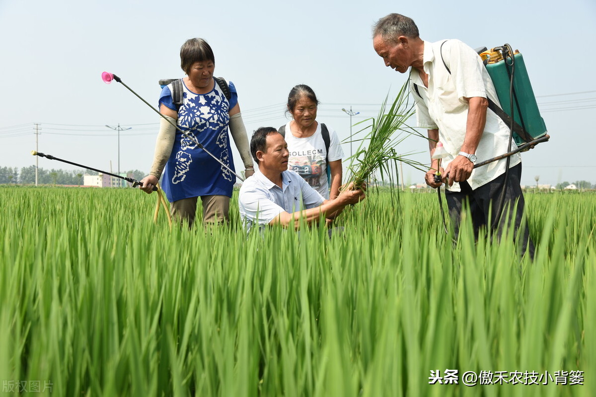 氨基寡糖素（使用安全防治作物病害要巧用）