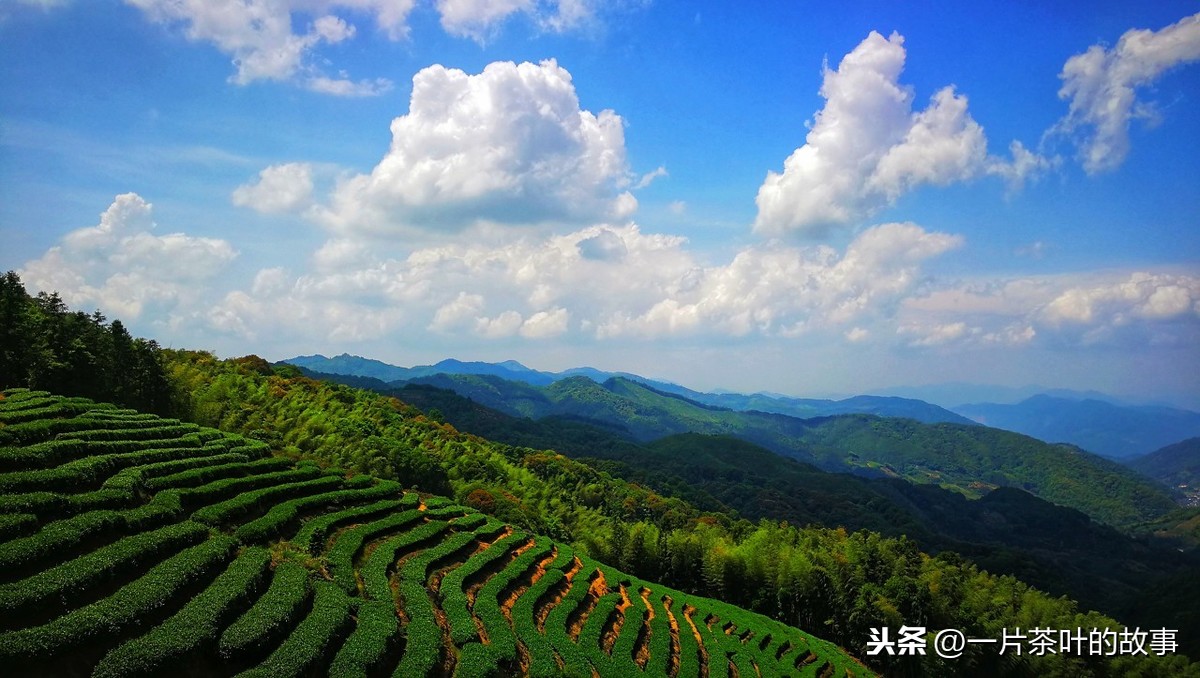 难得清静的周末，我们不妨沏上一杯茶