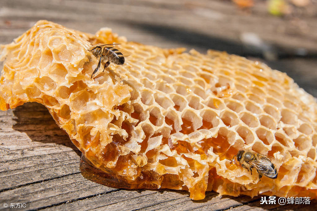 农村很多卖蜂蜜的人都说自己的蜂蜜是野生的，他们说的真的吗？