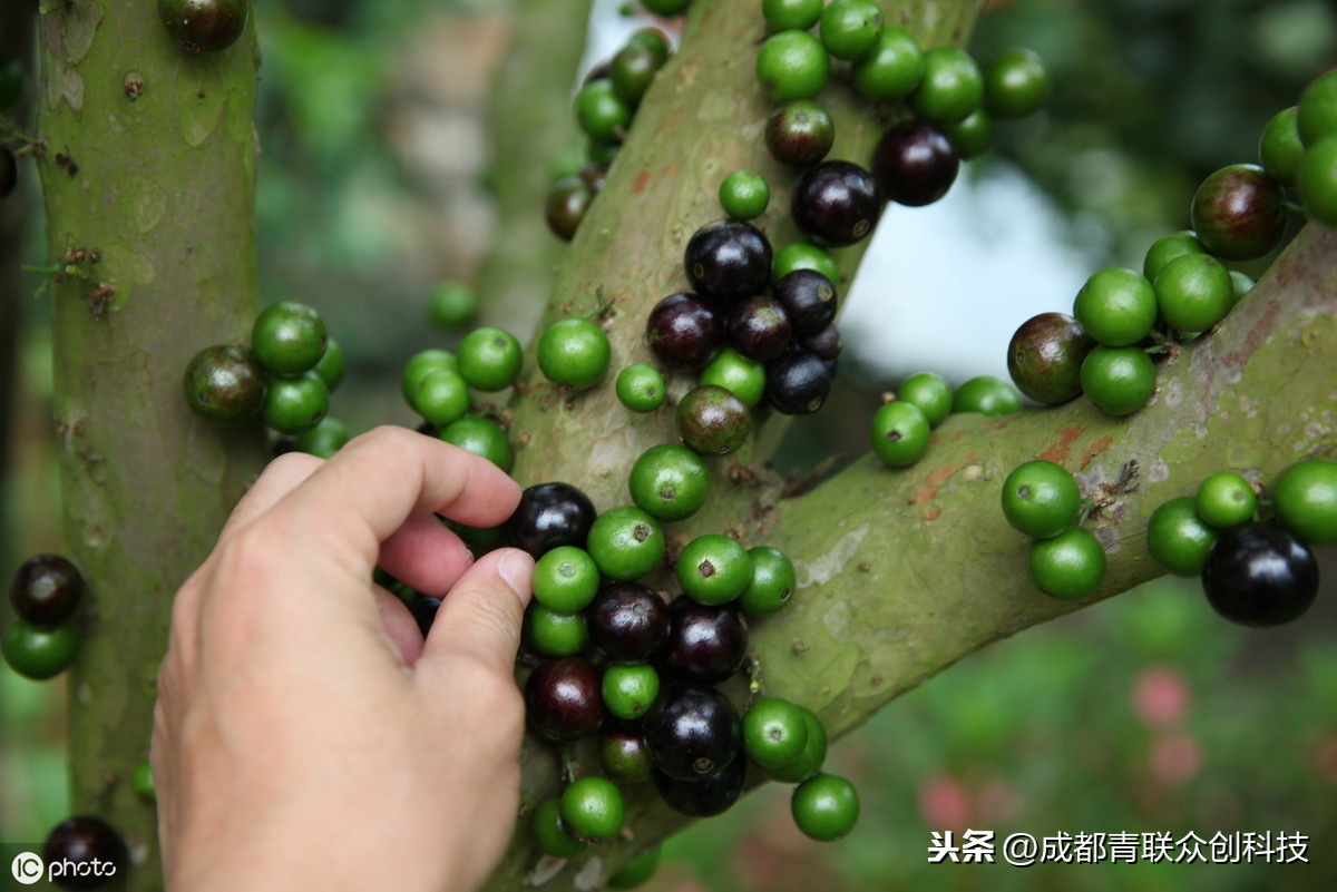 嘉宝果是哪里的特产（来自巴西的特殊种子介绍）