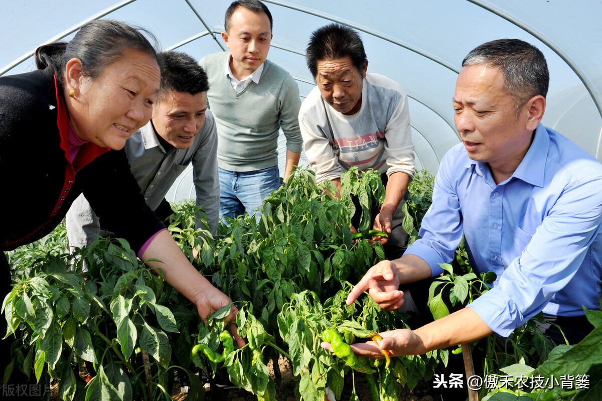 氨基寡糖素（使用安全防治作物病害要巧用）