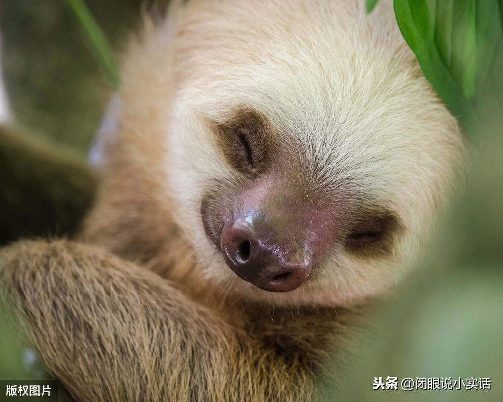 世界上最懶的動物,懶到連癌細胞都無法感染