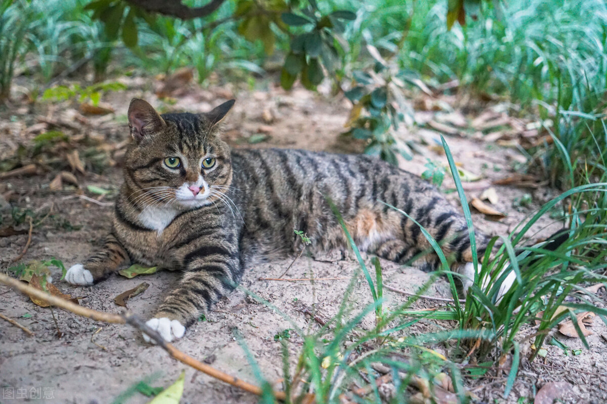 6种常见宠物猫的价格，你买贵了吗？