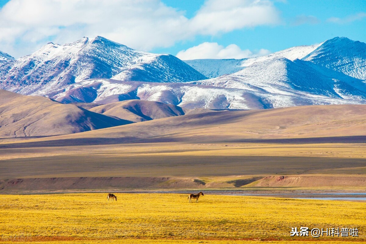 可可西里无人区有多恐怖？人类禁区，里面藏有哪些可怕生物？