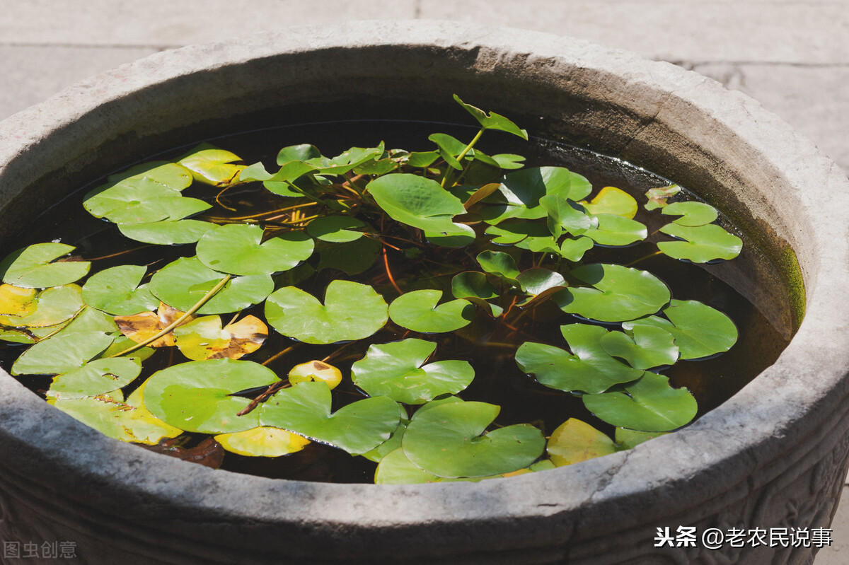 藕怎么種,