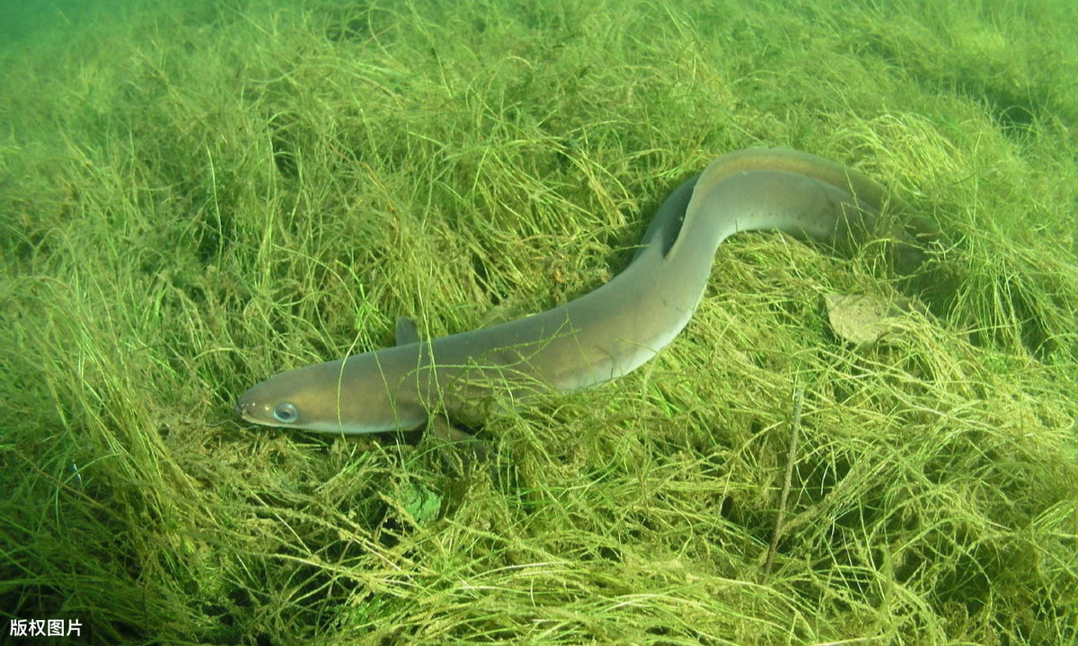 舉步維艱的鰻魚養殖:苗種稀缺,魚粉太貴 養殖戶:我太難了