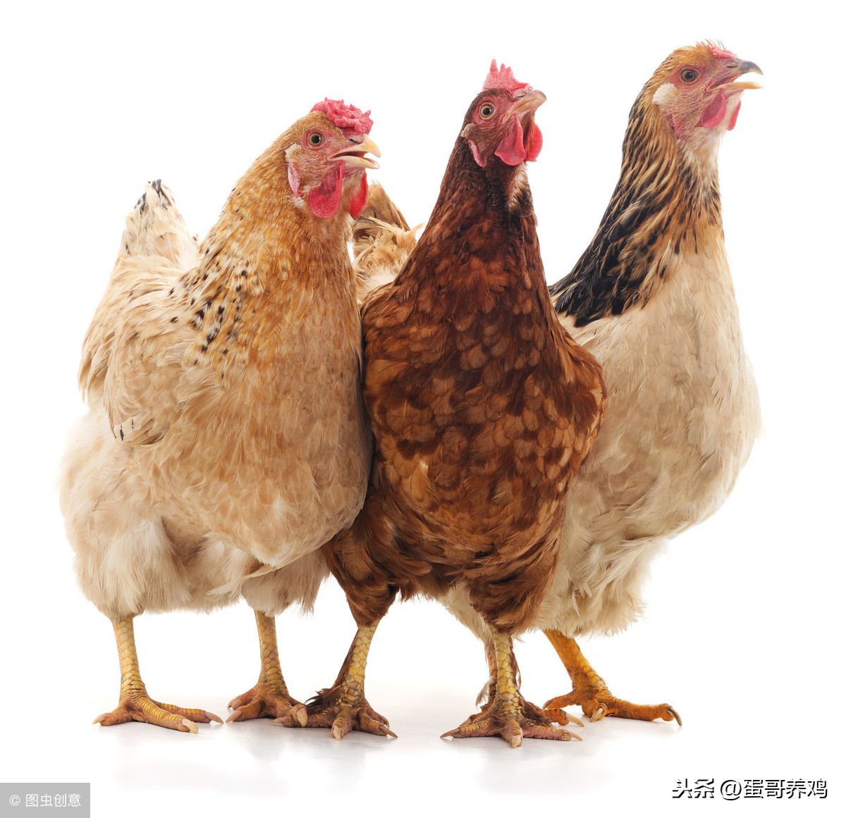 鸡痘怎么有效防治？学会这4招，农村养鸡人不再怕了！