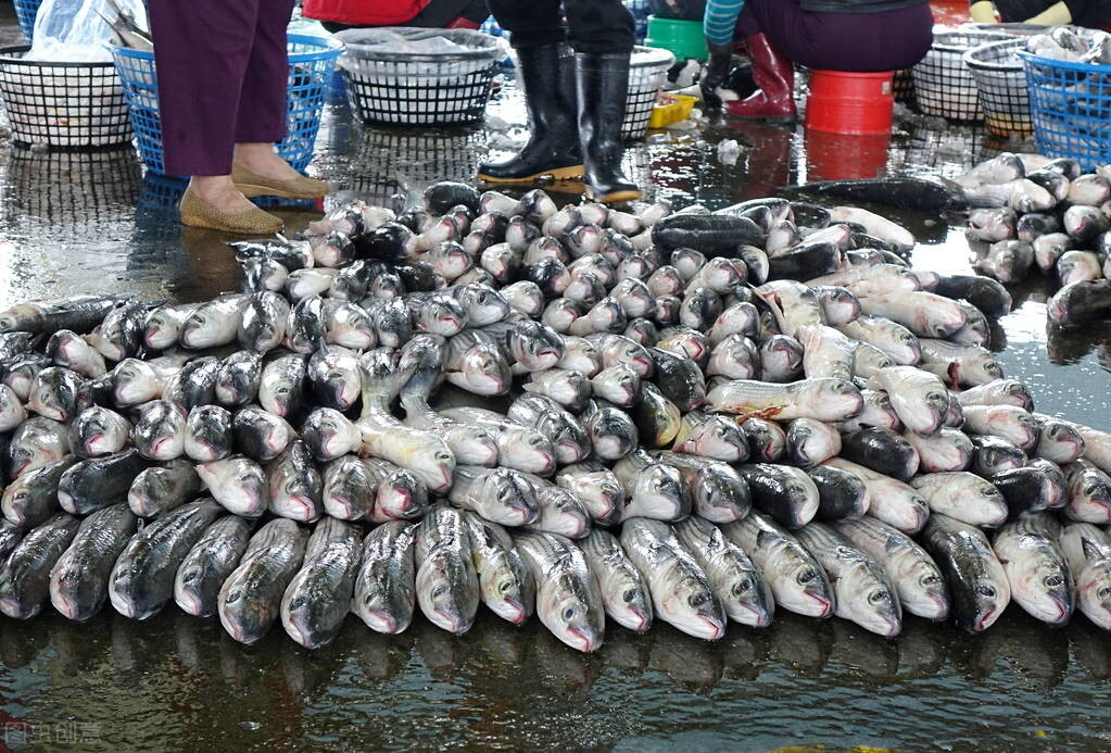 草鱼是海鱼还是淡水鱼（5种水产市场的鱼肉细嫩味鲜美）