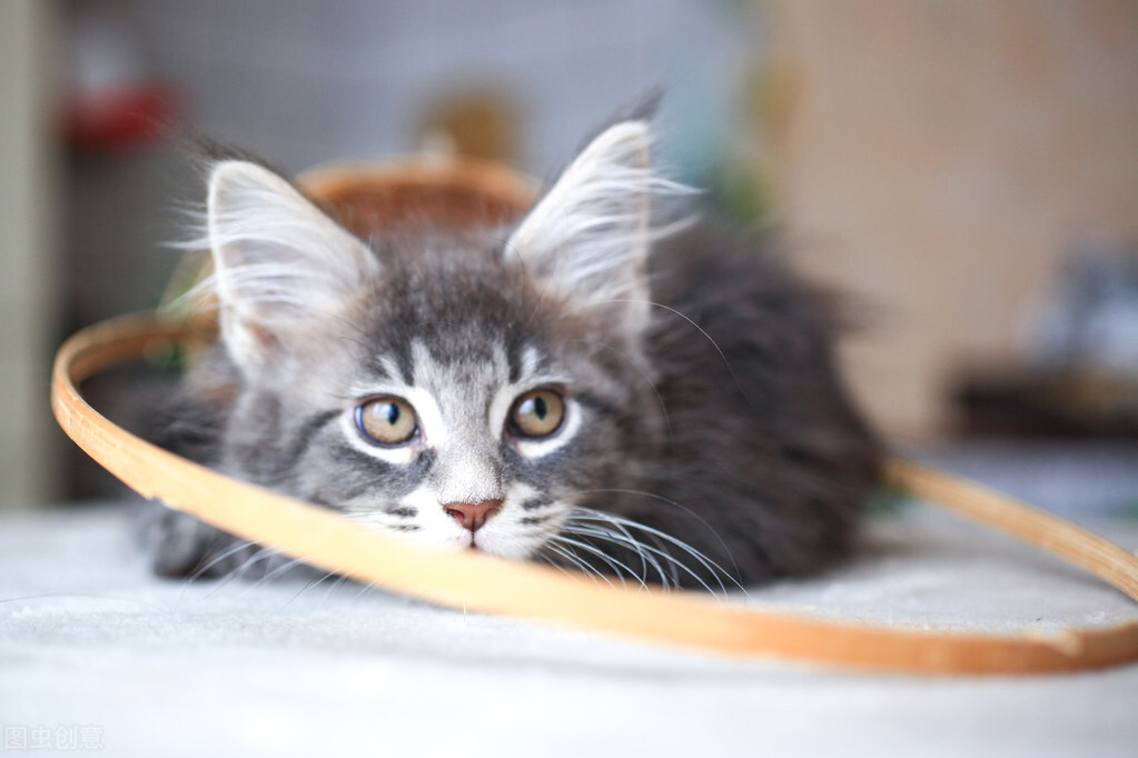 教你学会看懂猫生化检测报告，防止被坑