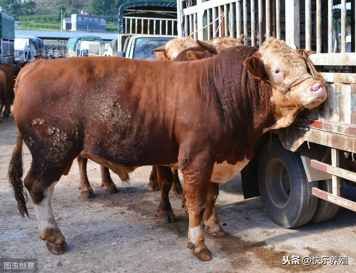 买一头牛犊13000元，育肥牛卖多少钱才能赚钱？