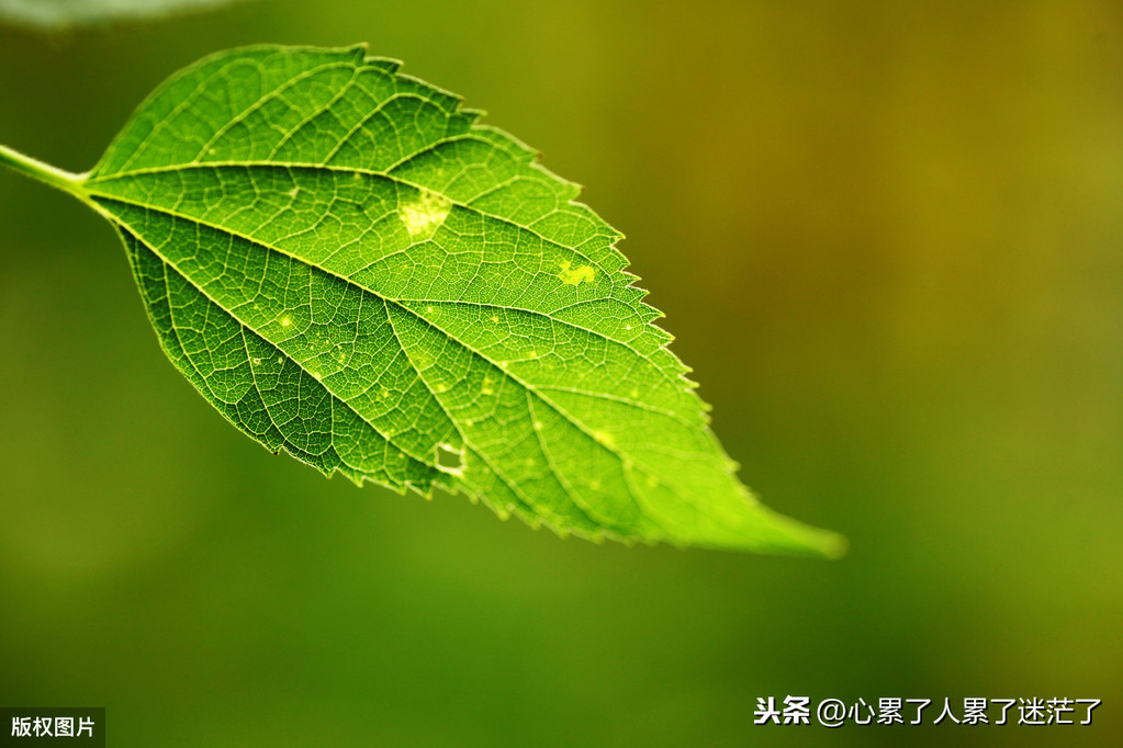 感悟人生经典说说，人生有太多的身不由己