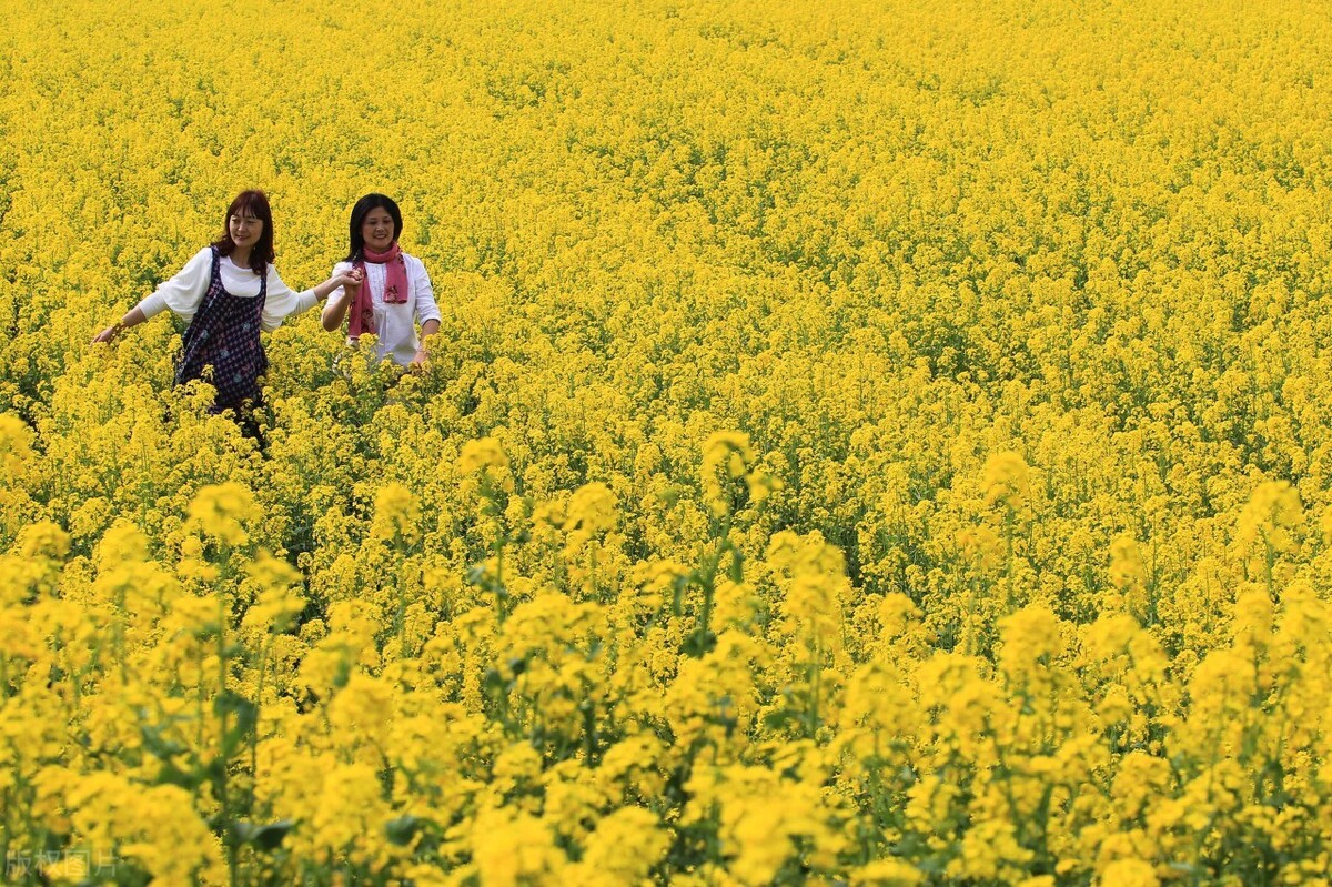 油菜花什么时候开？1-7月份都能欣赏，油菜花蜜由此而来