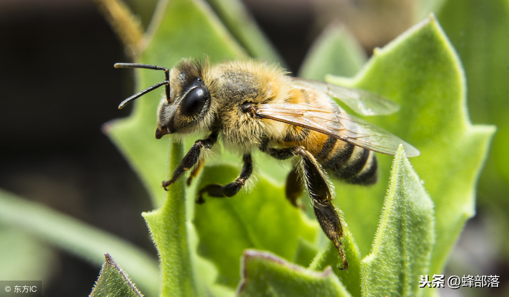 为什么蜂群中有的蜜蜂眼睛是白色?影响蜂群发展吗?