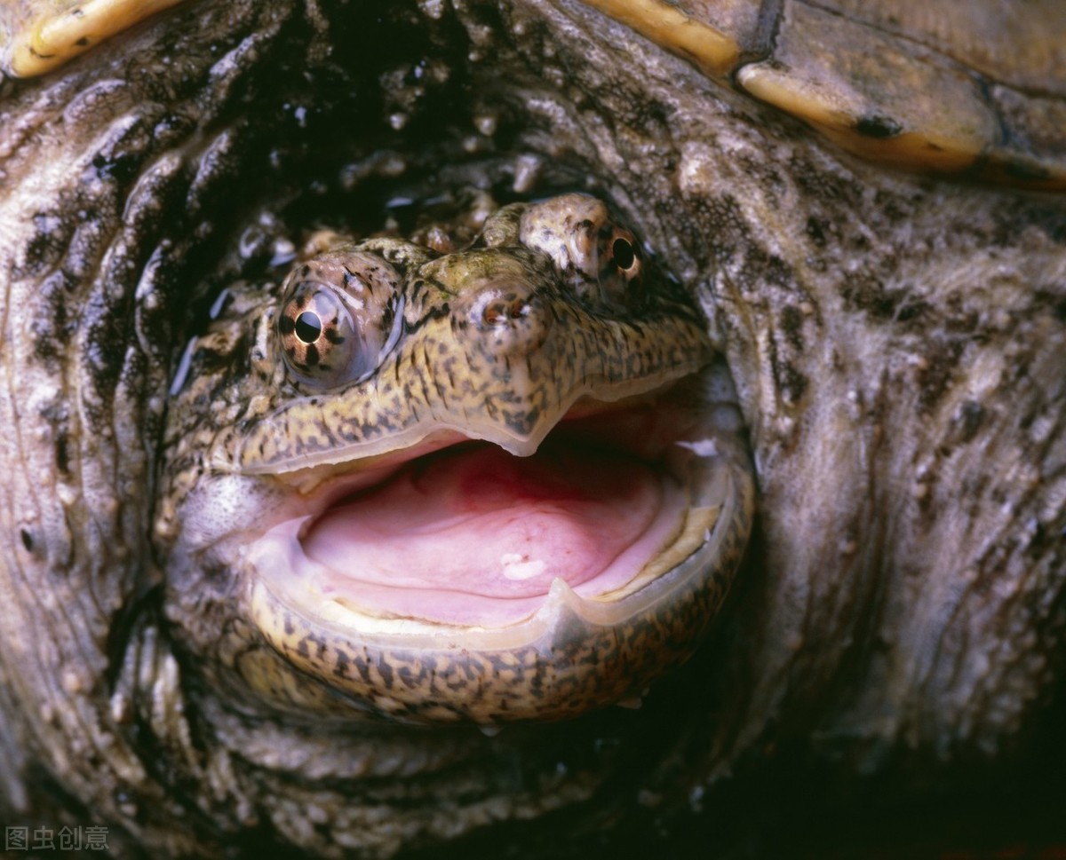 鳄龟养殖，如何减少病害、增产增收？做好6项管理，高产并不难