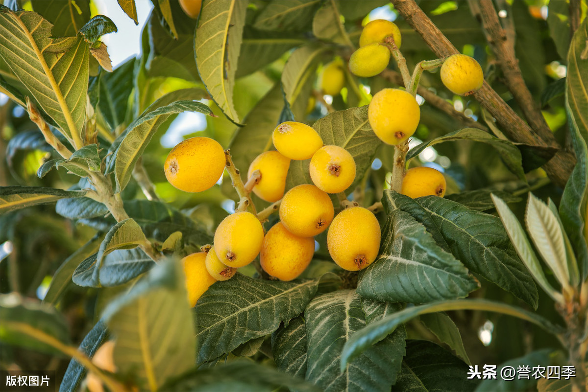 枇杷的種植技術 你知道多少 學會并不難一 栽培意義二 生長結果特性及對外界環境條件的要求三 栽培技術要點 天天看點