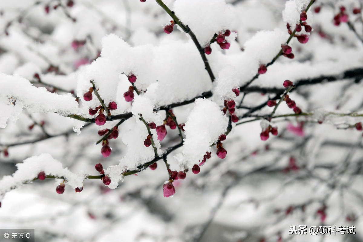 小学语文作文关于下雪天、下雨天、春节好词好句汇总，收藏好！