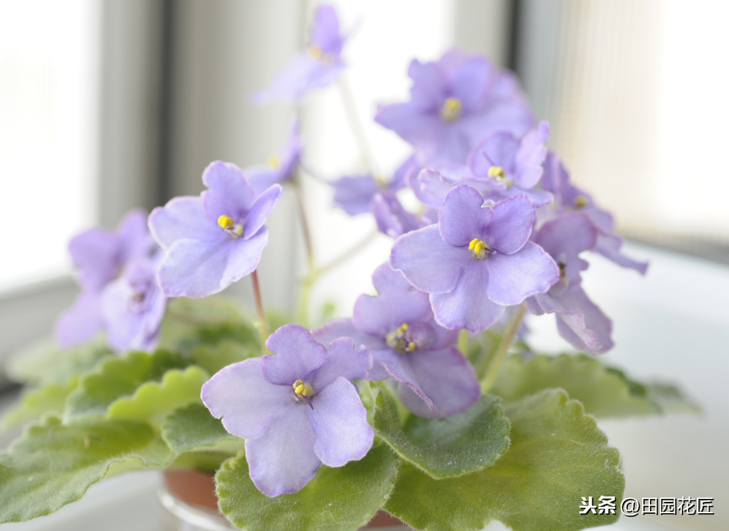 非洲紫羅蘭,花型小巧,顏色鮮豔,這樣養護,一年四季花開不斷