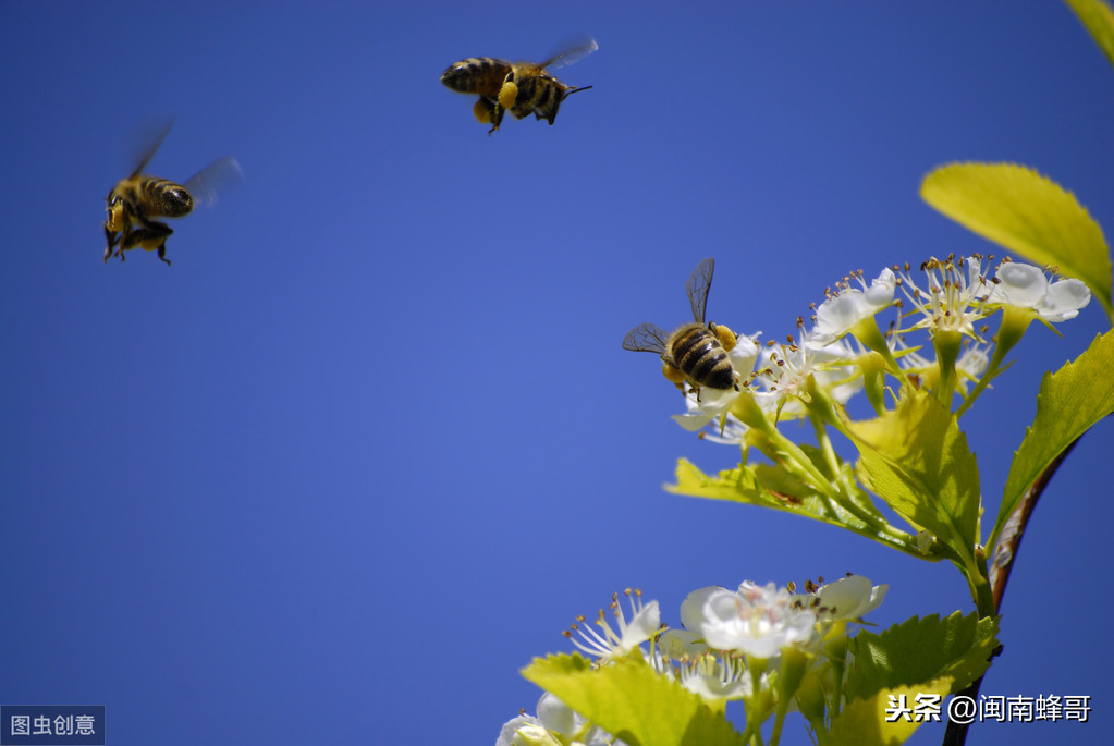 早春蜂群管理要点，南方养蜜蜂需要开箱排便吗？养蜂人不可大意