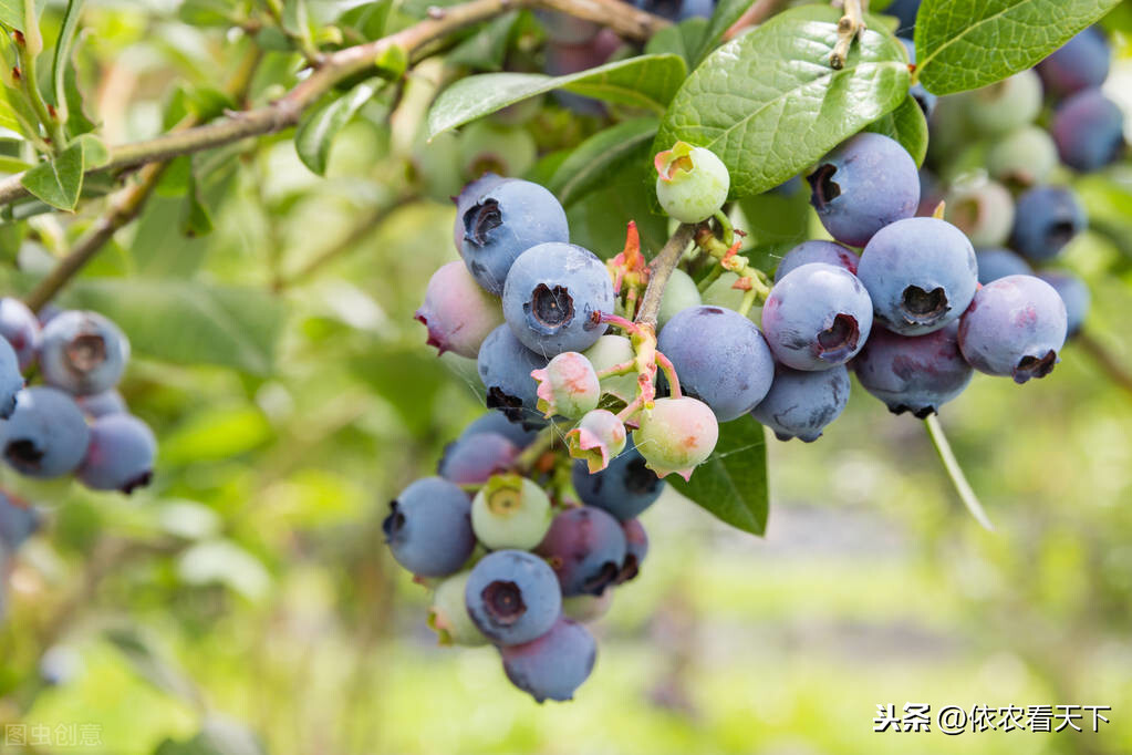 火车上叫卖的蓝莓李果，欺骗了消费者，断了水果除鲜食之外的出路
