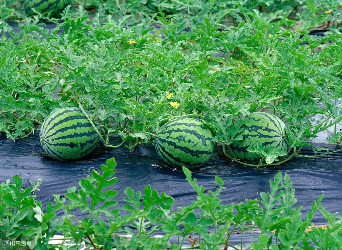 西瓜什么时候种植最好（西瓜的种植时间和方法）