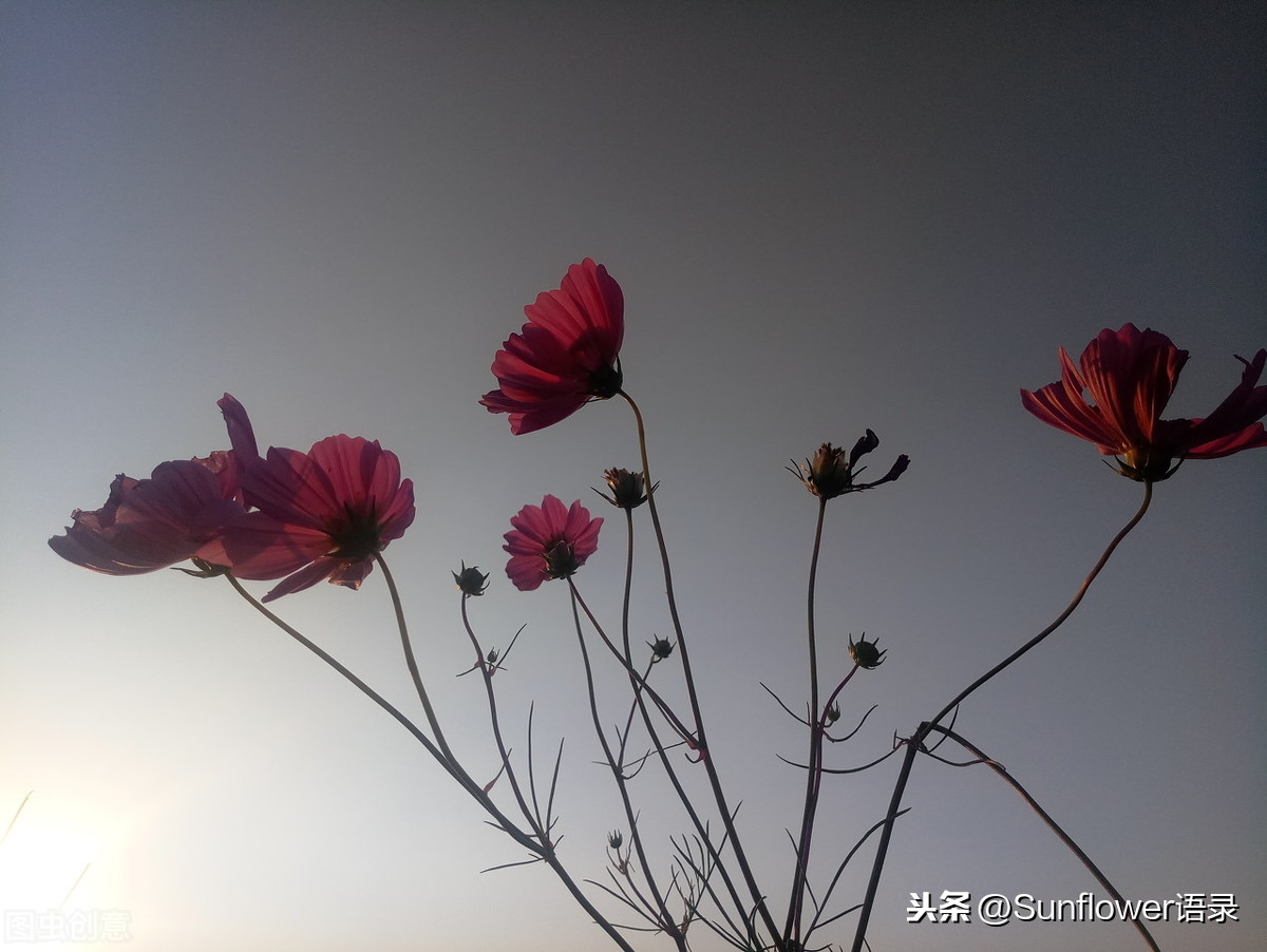 朋友圈浪漫情话，唯美纯净，仿佛满眼青山皆是你